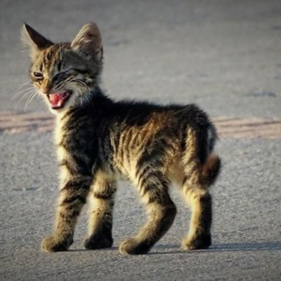 wolfcatz
